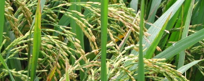 直播水稻施肥量和时间，附施肥方法