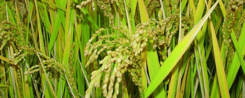 水稻各个时期的施肥量，附施肥方法
