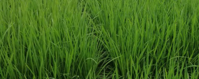 水稻追肥用尿素还是复合肥，一亩水稻施多少尿素好