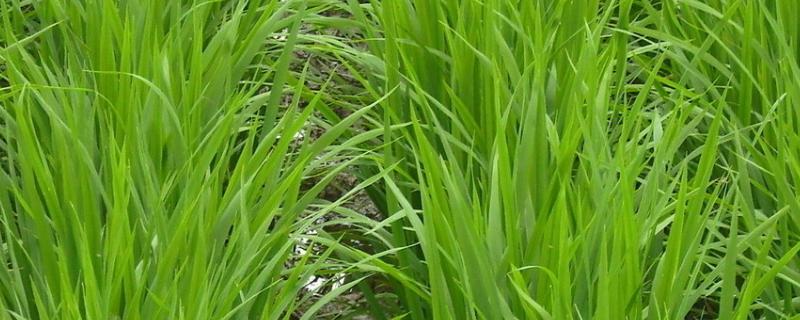 敌稗对水稻几叶有药害，敌稗的使用方法和注意事项
