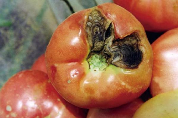 蕃茄病害图片和治疗