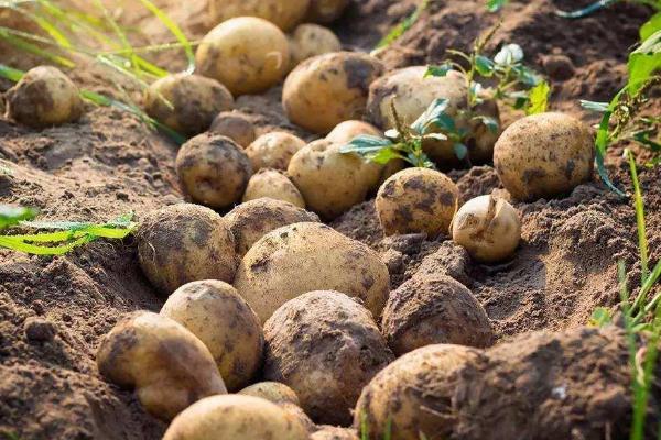 土豆的种植方法和时间，土豆是什么时候传入中国的