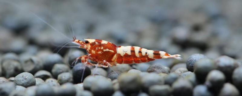 水晶虾繁殖技巧和秘诀，水晶虾对水质有要求吗