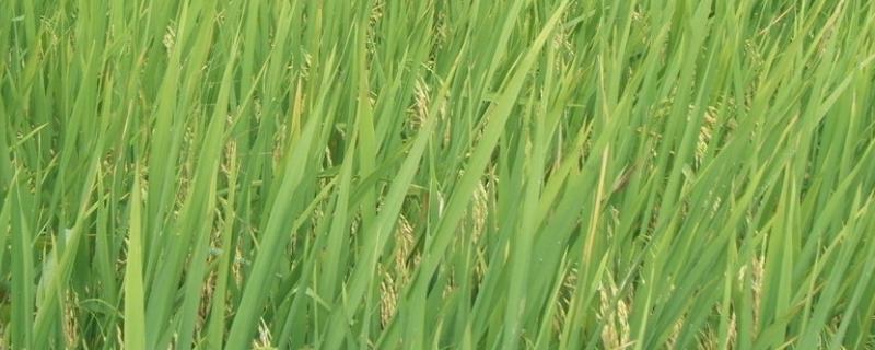 水稻适合用什么含量的复合肥，一亩地需要用多少