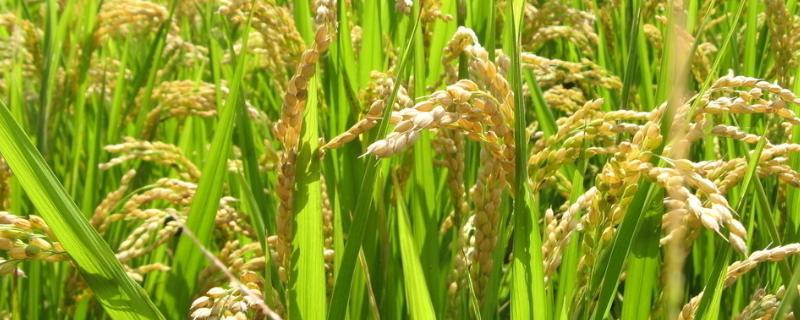 水稻壮秧剂使用过多危害，水稻壮秧剂一般在什么时候用