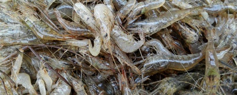 野生河虾喜欢吃什么饵料，野生河虾和养殖虾有什么区别