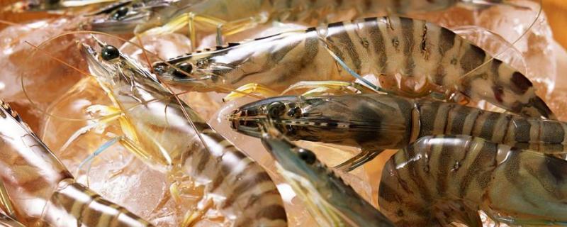 基尾虾是淡水养殖吗，附基围虾养殖技术