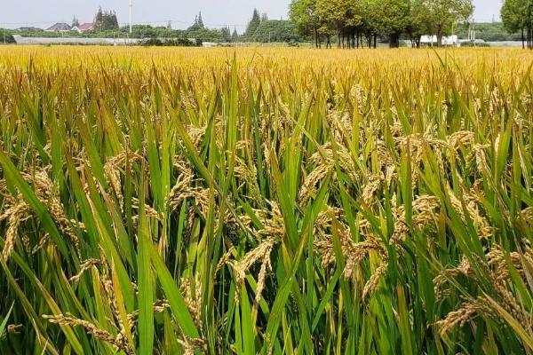 水稻害虫的综合防治措施