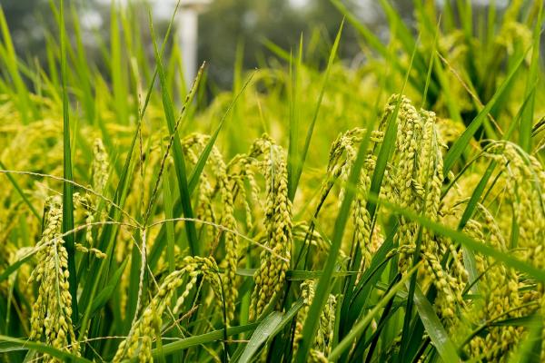 水稻害虫的综合防治措施