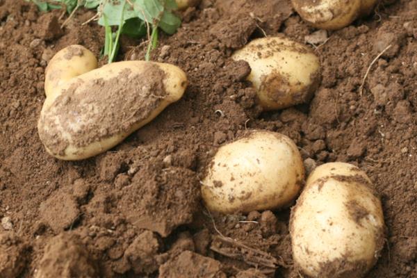 土豆的栽培技术与管理
