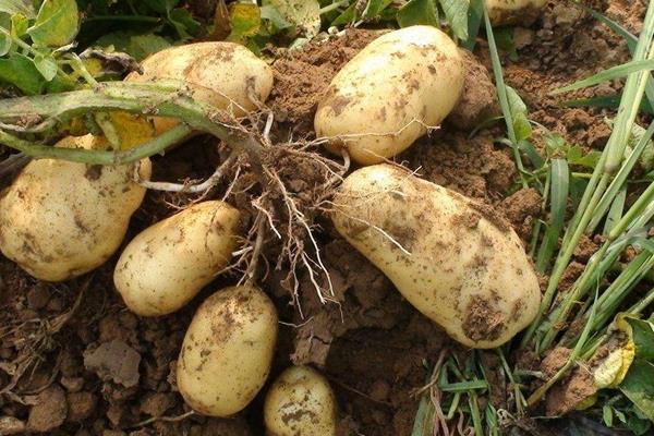 土豆种植技术，土豆发芽了还能吃