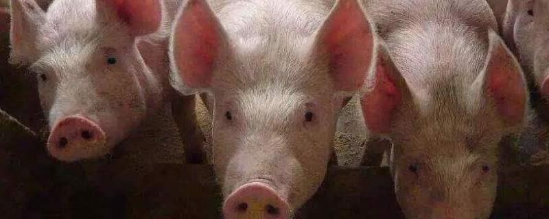 猪生病怎么判断是什么病，猪生病一般由哪些症状
