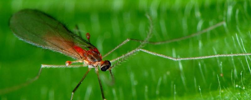 稻瘿蚊危害水稻症状，稻瘿蚊用什么药防治效果好