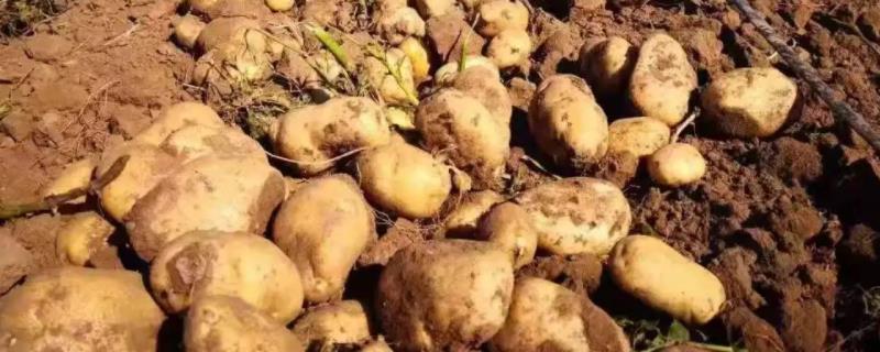 土豆的管理高产方法，附土豆种植风险