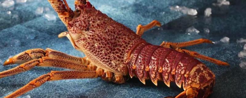 澳洲龙虾养殖条件，可以淡水养殖吗