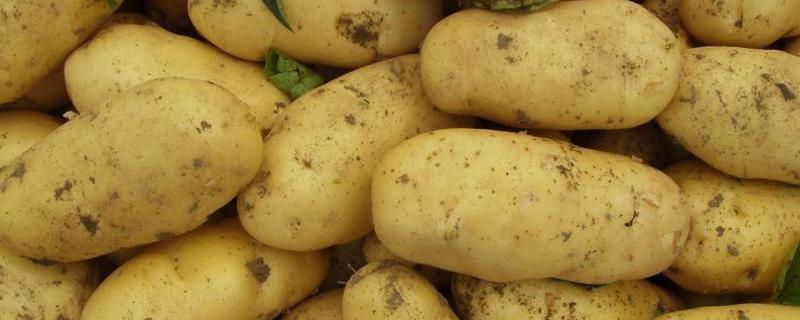 土豆开花后施什么肥料，土豆开花后结的果实能吃吗