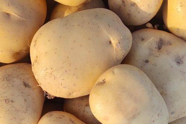 土豆品种