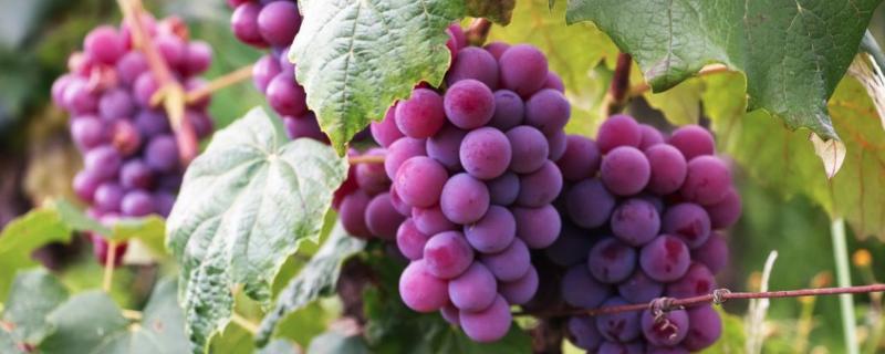 葡萄上色时用什么肥料上色快，葡萄上色用硫酸钾好还是磷酸二氢钾好