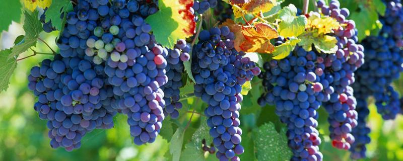 葡萄怎样可以增加果粉，果粉的形成跟哪些因素有关