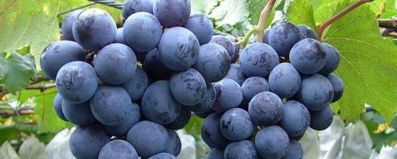 夏黑葡萄用什么膨大剂，附膨大期施肥诀窍