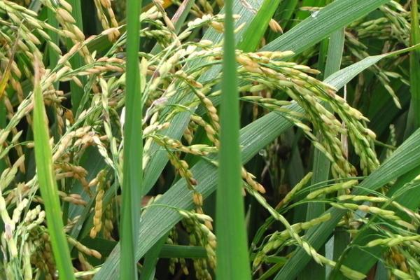 杂交水稻品种有哪些