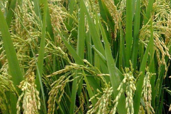 龙稻124水稻品种简介图片