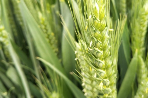谷神麦19小麦品种