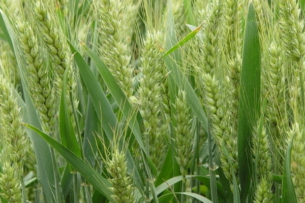 谷神麦19小麦品种