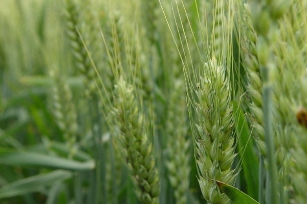 河农128小麦品种介绍