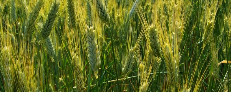 河农128小麦品种介绍