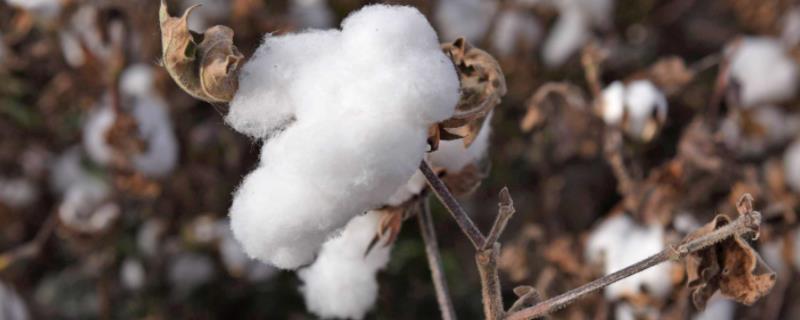 新疆棉花生长的有利自然条件，生长周期是多久