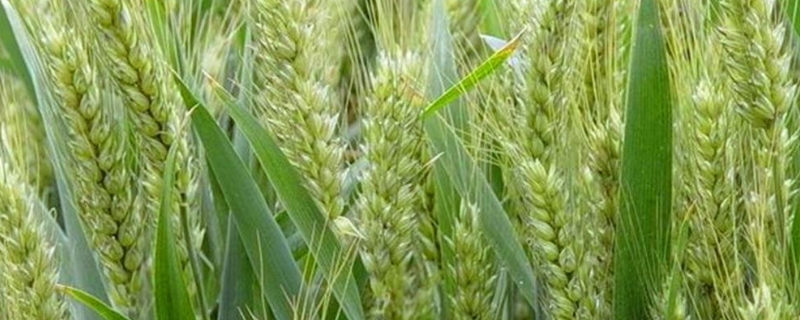 抗盐碱小麦品种
