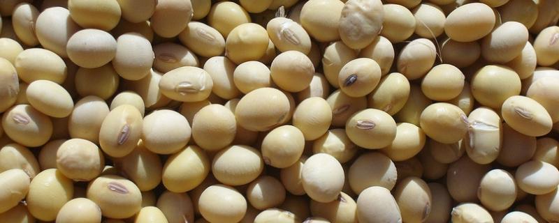 黄豆每亩种多少斤，附种植方法