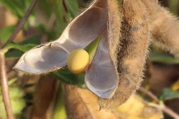 黄豆的种植方法与时间与田间管理