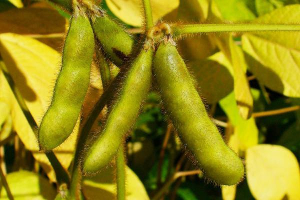 黄豆种植时间和方法及株行距