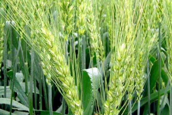 众信麦998小麦种品种介绍