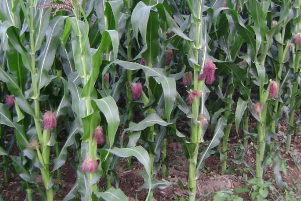 新疆产量最高的玉米品种