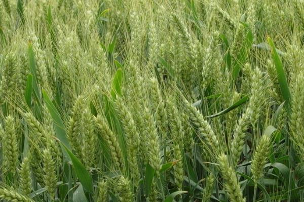 矮杆高产大穗小麦品种