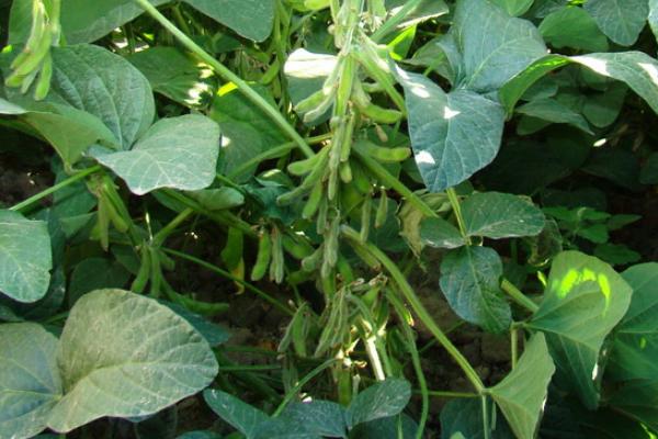 大豆打几次农药，附种植技术和肥料使用