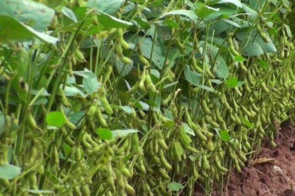 60天早熟大豆品种种植技术，大豆品种有哪些