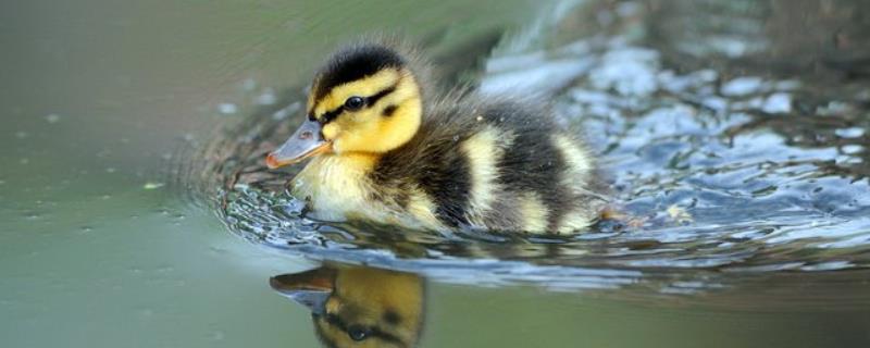 小鸭子多久可以下水，下水时需要注意些什么
