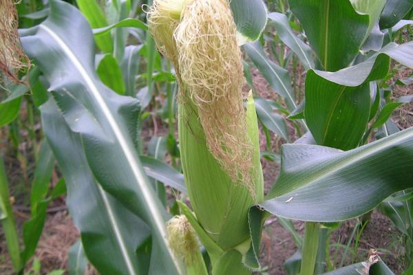 85天早熟玉米品种有哪些