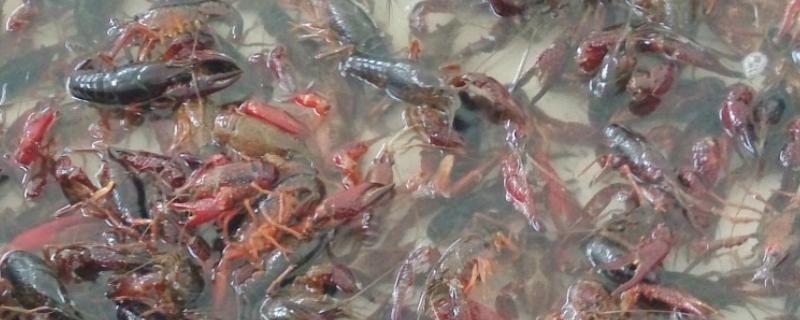 小龙虾品种有哪些，养殖的龙虾比野生的干净吗