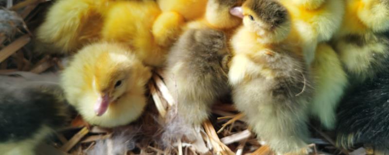 人工孵化小鸭方法，孵化多少天可以出壳