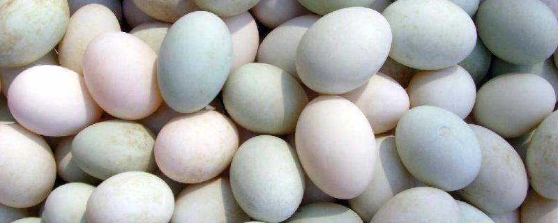 鸭蛋孵化教程，鸭蛋孵化温度是多少