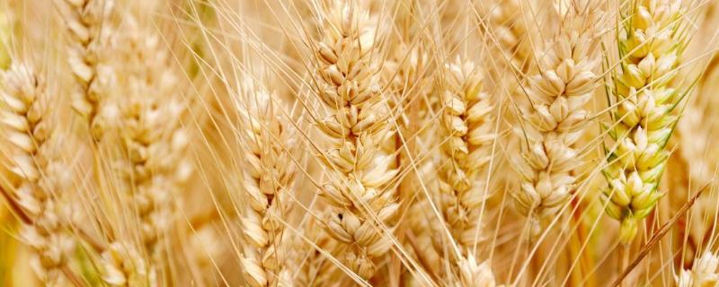 小麦灌浆期管理技术，为什么需水量特别大