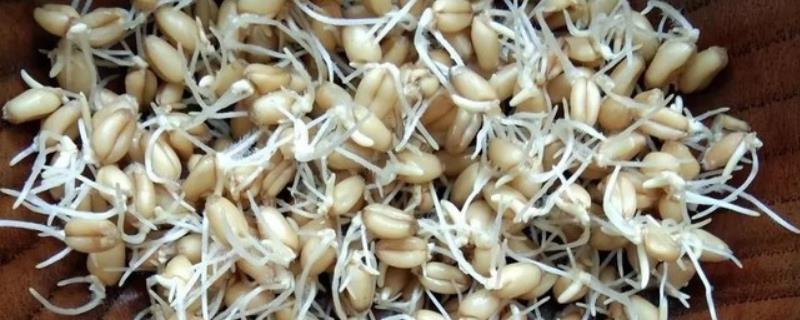 小麦发芽的12个步骤，小麦发芽还能吃吗
