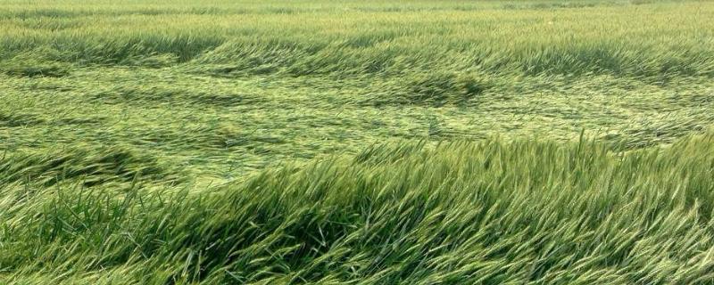 小麦倒伏后重新直立的原因，能用竹竿扶起吗