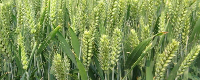 小麦拔节期倒伏还能起来吗，小麦拔节期的生育特点是什么