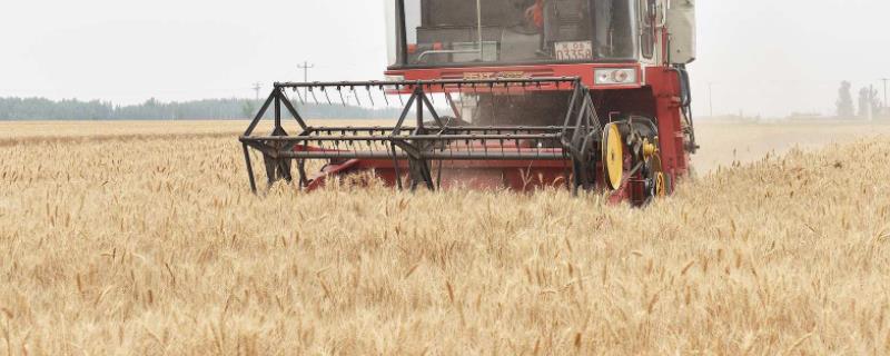 小麦收割机一天能收多少亩地，小麦收割机能脱玉米粒吗